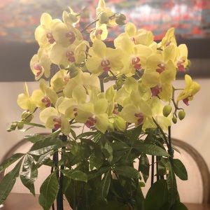 Meet your Posher, Irene